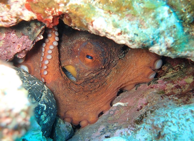 Photo of Octopus emerging from hiding hole
