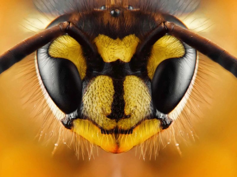 Compound eyes of a bee