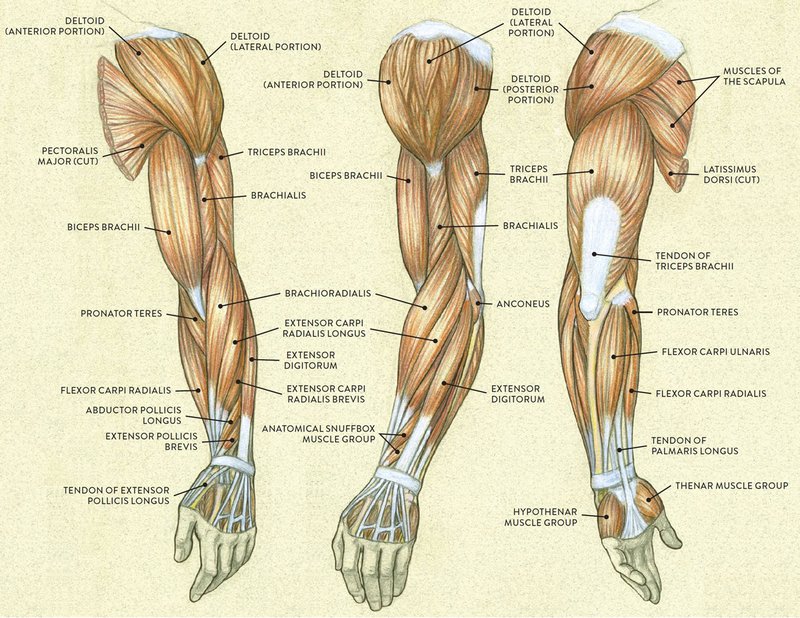 Musculature of the arm