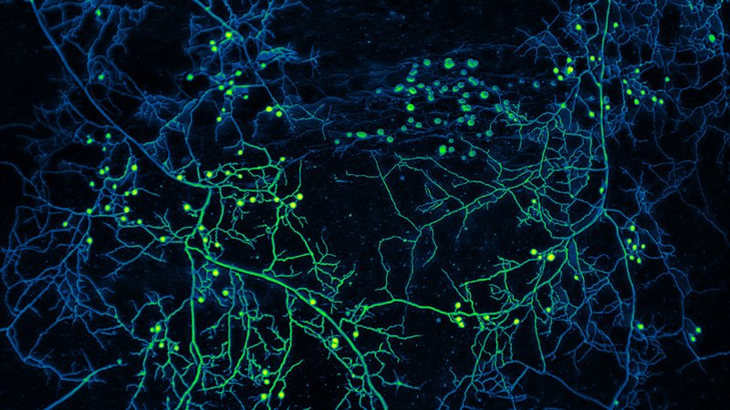 High-resolution mycelium network